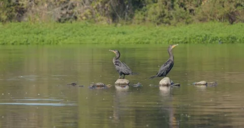 Pair of Double-crested Cormorants Perched on Rocks in a California Lake Stock Footage 317726060