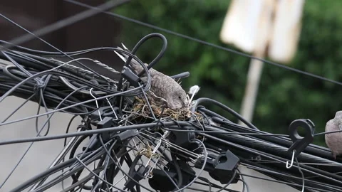 Pair of dove birds making their nest in some light cables. Stock Footage 137144996