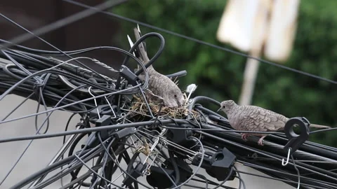 Pair of dove birds making their nest in some light cables. Stock Footage 137146143
