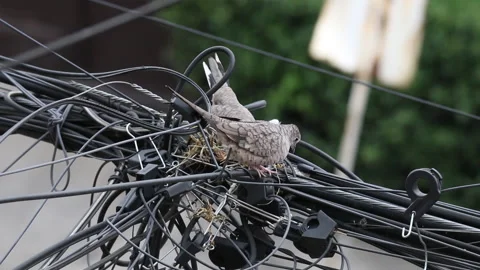 Pair of dove birds making their nest in some light cables. Stock Footage 137149102