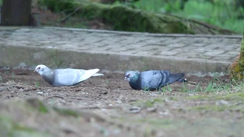 A pair of doves eating seeds Stock Footage 195295317