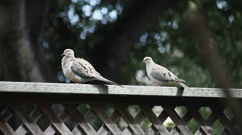 Pair of doves on a fence Video stock 3175072