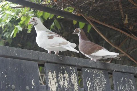 A pair of doves Fotos de archivo
