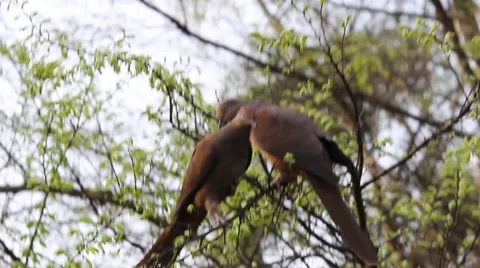 A Pair of Doves Sitting in a Tree Video stock 67414825