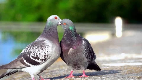 A pair of doves a symbol of unity and peace Stockbeeldmateriaal 244189085