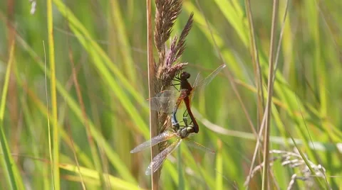 A pair of dragonflies copulates Stock Footage 65790648
