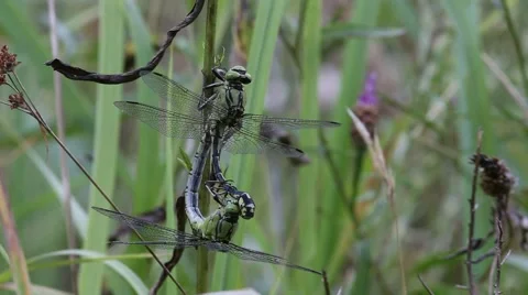 A pair of dragonflies copulates Stock Footage 67875445
