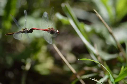 A pair of dragonflies in flight Foto stock