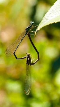 Pair of dragonflies Foto stock