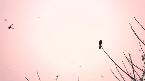 A pair of drongo at late evening playing Stock Footage 169406098