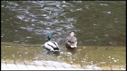 A pair of ducks 1080 Stock Footage 10592661