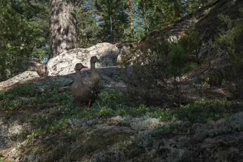 A pair of ducks are walking in the forest Foto stock