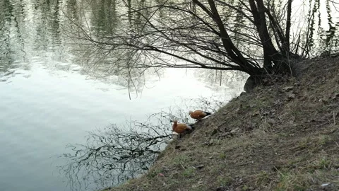 Pair of ducks on the bank of a pond, spring Video stock 303568871