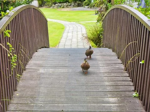 Pair of ducks on a bridge Stock Photos