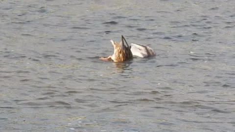 Pair of ducks diving in river searching for food Stock Footage 143205372