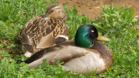 Pair Of Ducks On The Edge Of A Pond Stock Footage 76147925