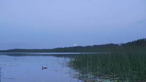 Pair of ducks floating on lake against full moon Stockbeeldmateriaal 93734241
