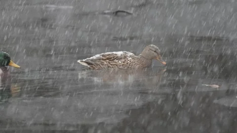 A pair of ducks floating on a  lake during a snowfall Stock Footage 306290838