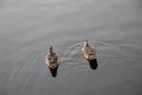 A pair of ducks floats on the river surface. before them diverges water. back Stock Photos