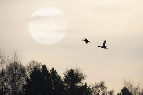 A pair of ducks fly over the forest against a full moon Foto stock