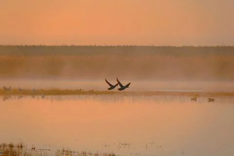 Pair of ducks flying over reflective water during sunset Fotos Stock