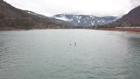 Pair of ducks flying over river Stock Footage 166070036