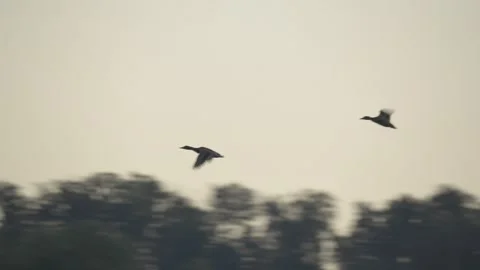 Pair of Ducks Flying in Silhouette with Camera Tracking – 4K Slow Motion Stockbeeldmateriaal 335246277