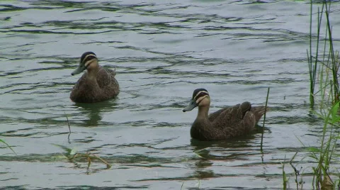 Pair ducks Stock Footage 836450