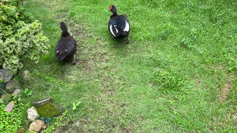 Pair of ducks Stock Footage 150254719