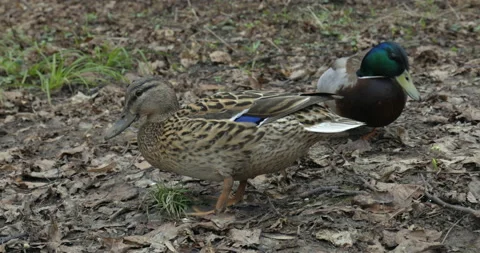 Pair ducks 库存影片 186459484