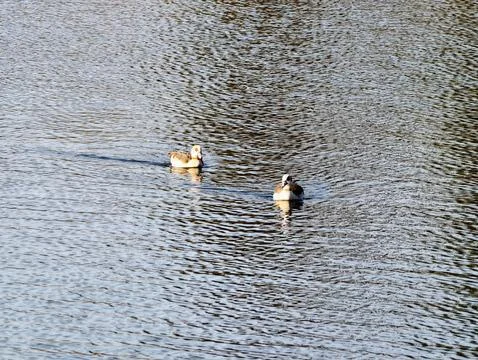 Pair of ducks glide silently over calm waters with delicate ripples and fea.. Fotos Stock