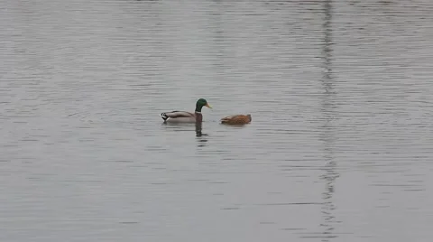 A pair of ducks making love Stock Footage 61289370