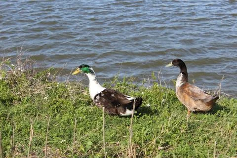 A Pair of Ducks Stock Photos