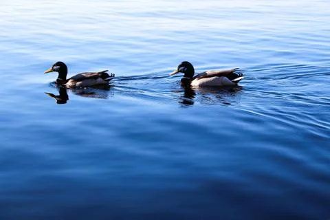 A pair of ducks. Stock Photos