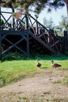 Pair of ducks Stock Photos