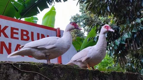 Pair of ducks 写真素材