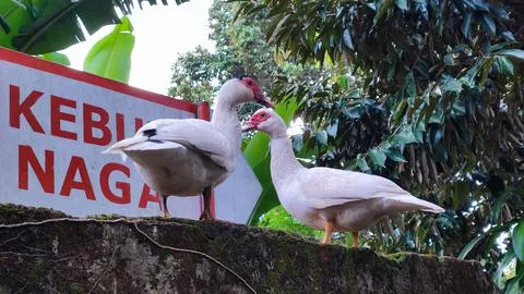 The pair of ducks 写真素材