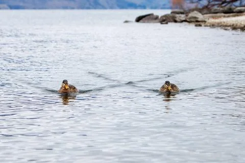 Pair of ducks Stock Photos