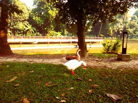 Pair of ducks. Foto stock