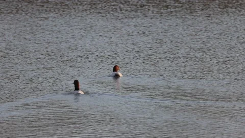 A pair of ducks in the pond receding, 4K slomo Stock Footage 170160022