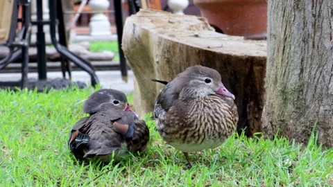 Pair of ducks resting on the grass Stock Footage 165232259