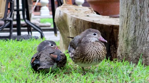 Pair of ducks resting in the grass next to a tree Stock Footage 165232170