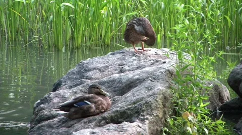 Pair of ducks resting on stone Stock Footage 517312