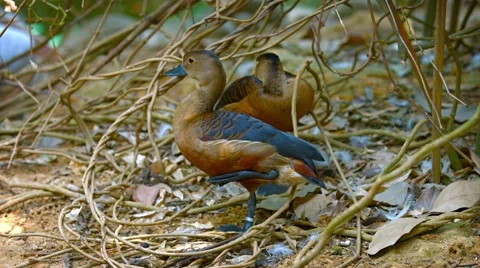 Pair of Ducks Resting under Thin Plant Cover Stockbeeldmateriaal 54610983