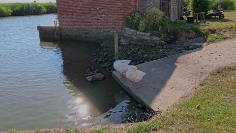 A pair of ducks on the river bank Video stock 313809763