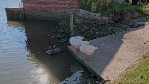 A pair of ducks on the river bank. Pull back shot 스톡 동영상 313810648