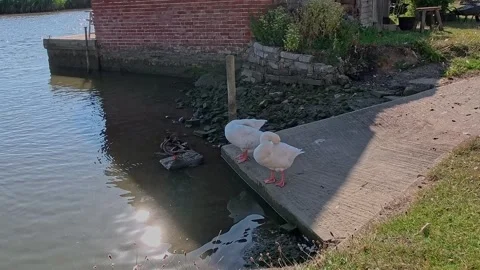 A pair of ducks on the river bank. Push in shot Stock-Footage 313811914