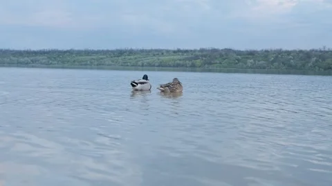 Pair of ducks in the river Video stock 244786064