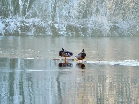 Pair of ducks in the river at sunset Stock Photos