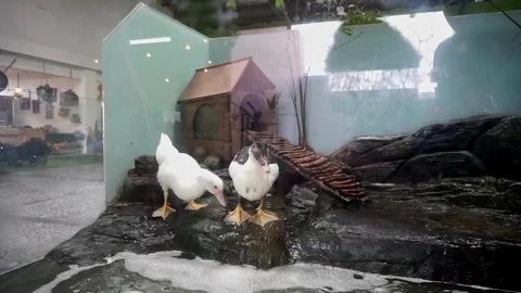 A pair of ducks standing in a mini glass captivity Stock Footage 263174383
